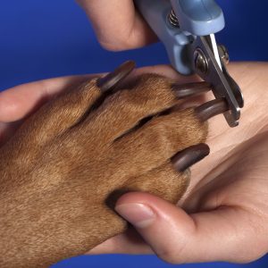 Dog Nail Clipping Service