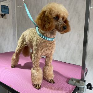 Long-Haired Breeds - Full Groom