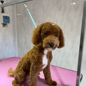 Puppy Groom - 3 to 6 months